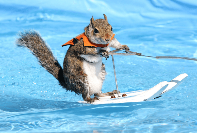 Twiggy, the Waterskiing Squirrel